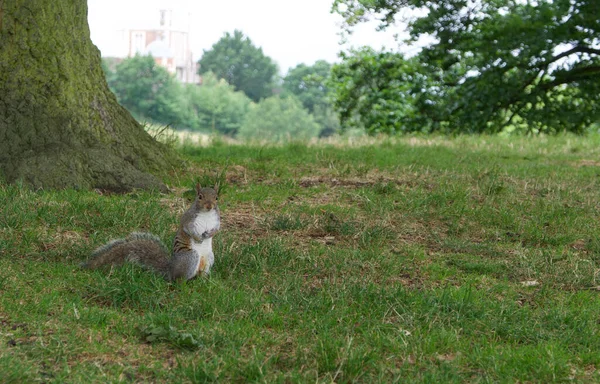 Écureuil assis sur l'herbe regardant la caméra avec de l'espace pour la copie — Photo