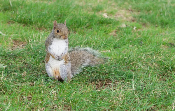 Esquilo atrevido sentado em patas traseiras na grama com espaço de cópia — Fotografia de Stock