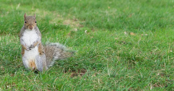 En-tête avec écureuil gris commun regardant droit devant la caméra — Photo