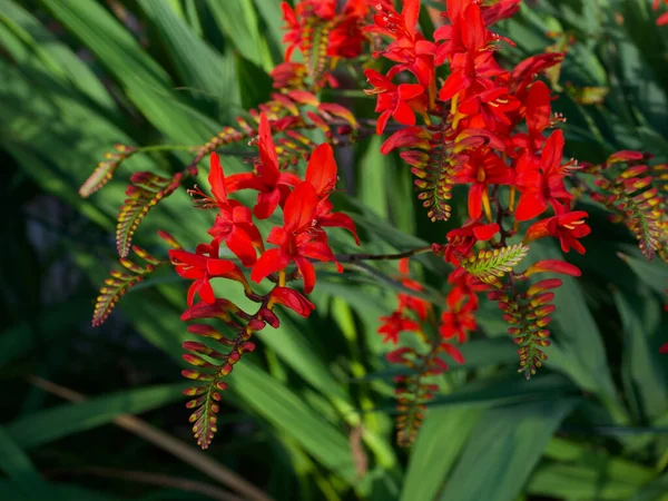 Crocosmia ou monbretia plantes à fleurs avec de délicieuses fleurs d'oranger vif — Photo