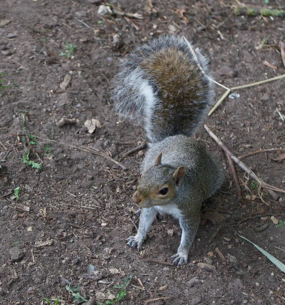 Una sola ardilla gris común sentada en tierra rugosa con espacio de copia — Foto de Stock