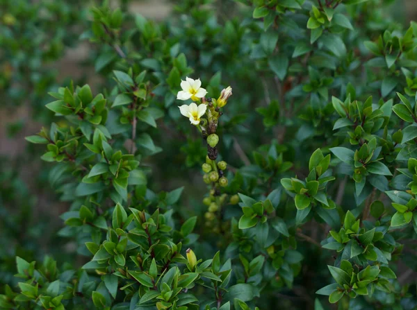 Fiori di mirto giallo e vegetazione fogliame di mirto con spazio per la copia — Foto Stock