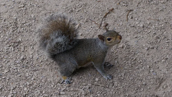Esquilo cinzento comum em pé no chão áspero olhando para cima para a câmera — Fotografia de Stock