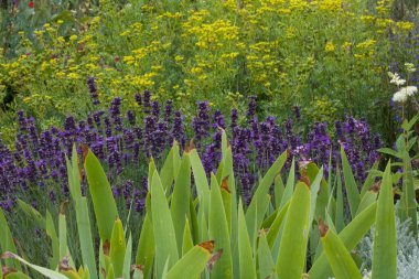 Bahçe arka planı zambak yaprakları ve diğer sarı çiçekleri gösteriyor
