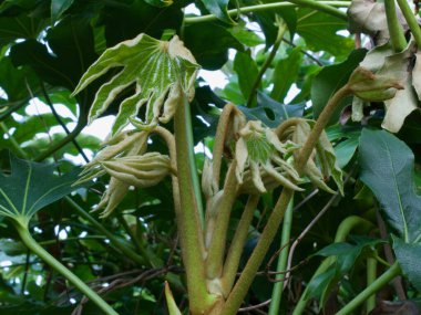 Yeni şişmanlık ilkbaharda büyüyen el benzeri ilginç şekiller bırakır.