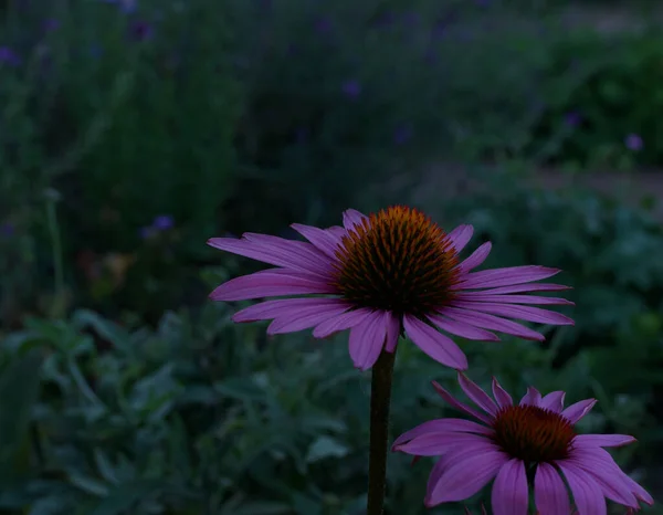 Schöne rosa Echinacea-Blüten in der Abenddämmerung mit Platz für Kopien — Stockfoto