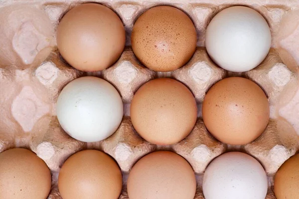 Bandeja de cartão de ovos de galinhas marrons e brancas com espaços — Fotografia de Stock