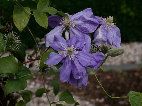 Světle fialové nebo fialové květy klematis na zahradě v létě — Stock fotografie