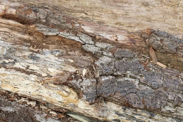 Hintergrund aus alter knorriger Holzrinde mit Platz zum Kopieren — Stockfoto