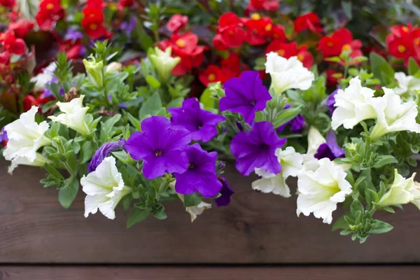 Telif alanı olan ahşap yalaktan sarkan mor ve beyaz çiçekler.