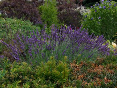 Çiçek tarlasının ortasında diğer bitkilerle çevrili güzel bir lavanta.