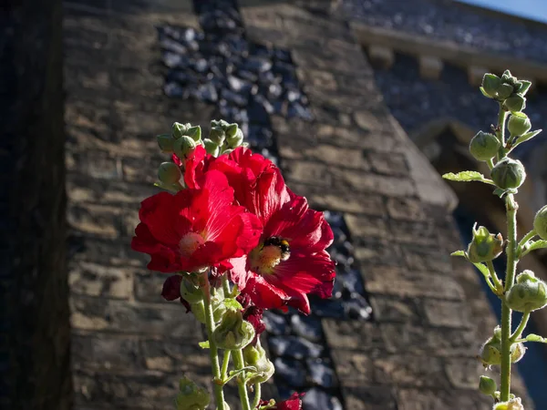 Όμορφο κόκκινο λουλούδι hollyhock κατά πυριτόλιθο και τούβλο τοίχο του κτιρίου — Φωτογραφία Αρχείου