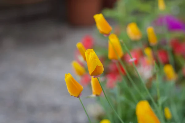 Vackra djupa gula blommor i trädgården rabatt med plats för kopia — Stockfoto