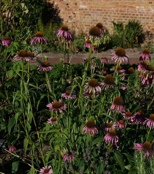 Echinacea blüht in der Abenddämmerung im Garten mit Gartenmauer im Hintergrund — Stockfoto