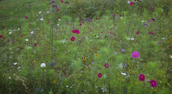 Vacker vildblomma bakgrund med massor av bladverk och rosa och lila flora — Stockfoto