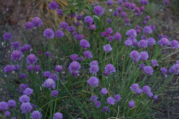 美丽的紫色草本植物，花和绿叶的背景 — 图库照片