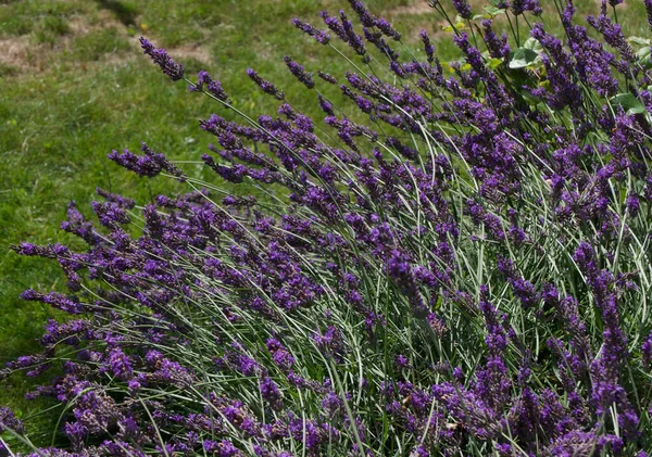 Purple flores de lavanda con hierba en el fondo con espacio de copia —  Fotos de Stock