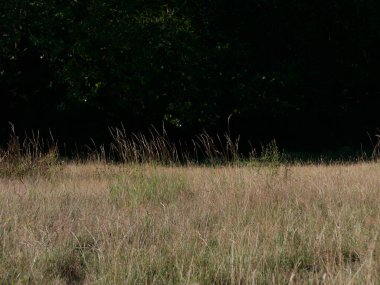 Yazın kuru çimen çayırı. Telif alanı olan karanlık bir zemin.