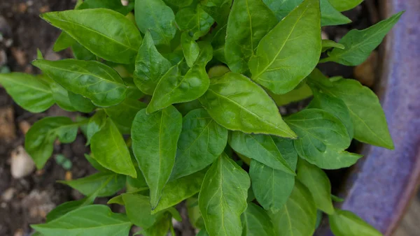 Pimento vagy paprika lombozat nézete felülről fazékban — Stock Fotó