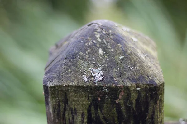 Rutubetli eski ahşap çit direği küf ve liken büyümesini gösteriyor