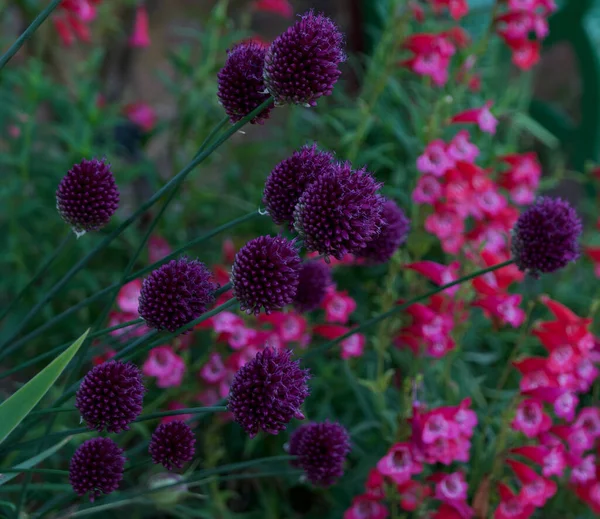 Belle fioriture rosa e viola a contrasto in aiuola in estate — Foto Stock