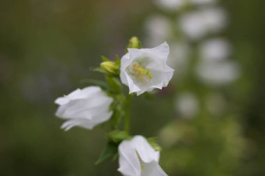 Telif alanı olan yumuşak bulanık yeşil arkaplana karşı basit beyaz çiçekleri