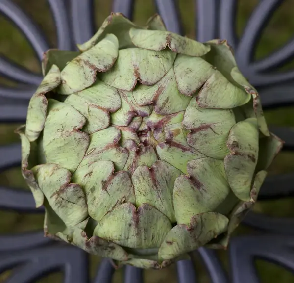 Globe artichoke from above showing close up detail of leaves — Stock Photo, Image