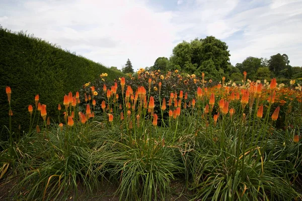 Lush display of red hot pokers in flowerbed with foliage — Stock Photo, Image