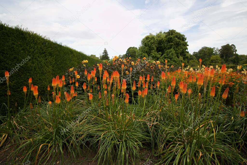 Lush display of red hot pokers in flowerbed with foliage