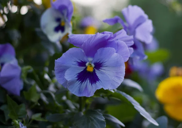 Lindas flores púrpura pálida pansy em ambiente de jardim embaçado macio — Fotografia de Stock