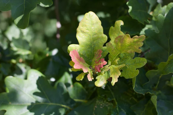 Piękne liście dębu w zieleni i czerwieni w lecie — Zdjęcie stockowe