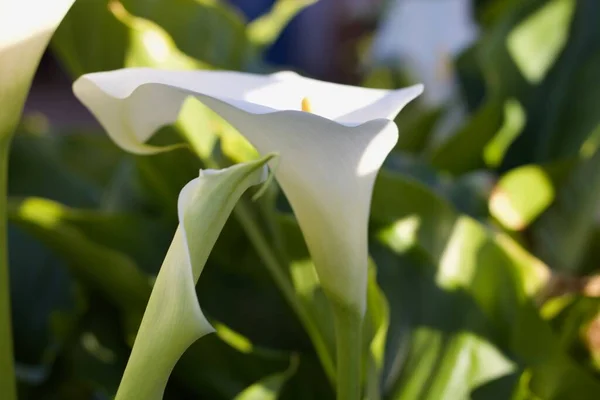 Растение Арум лилии в утреннем свете, показывающее красоту цветка — стоковое фото