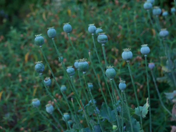 Cabezas de semillas de amapola en el jardín con exuberante follaje verde detrás — Foto de Stock