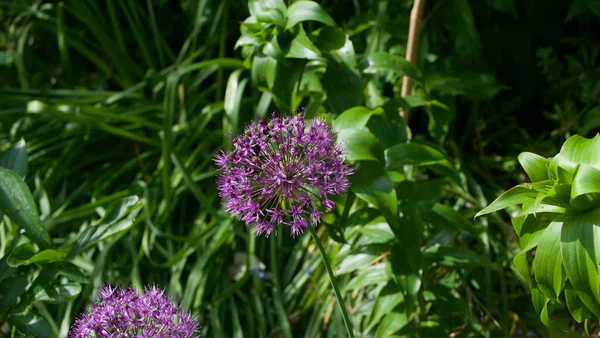 Flores de alium púrpura y follaje exuberante en el jardín en el día soleado — Foto de Stock