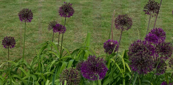 Bella esposizione di teste di allium in giardino prato d'estate — Foto Stock