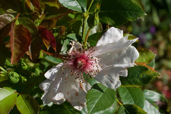 Prosta biała róża w lecie z różowymi łodygami i zielonymi liśćmi — Zdjęcie stockowe