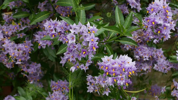 Arbusto solanum perenne viola con stami gialli e fogliame verde in estate — Foto Stock