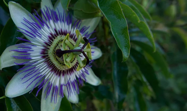 緑の葉とコピースペースを持つ単一受動植物や受動花 — ストック写真