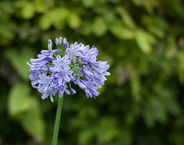 Singolo fiore agapanto blu contro morbido sfondo verde con copyspace — Foto Stock