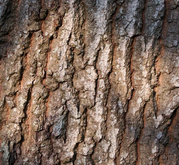 日照下橡木的树皮，用作背景 — 图库照片