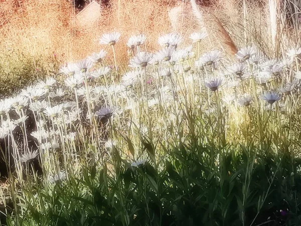 Piękny widok stokrotek i trawy pampas o zmierzchu patrząc w górę — Zdjęcie stockowe