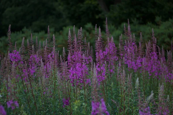 Pink purple flowers in woodland setting for use as background with copyspace — Stock Photo, Image