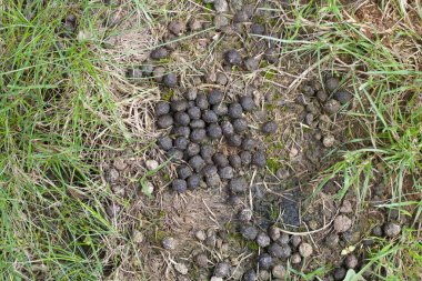 Brown rabbit droppings lying on rough grassy ground in summer clipart