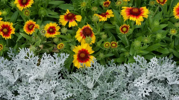Farbenfrohes Blumenbeet kontrastiert mit eisweißem Laub und roter und gelber Gaillardia — Stockfoto
