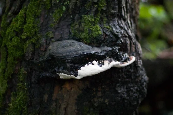 Crescimento do molde preto e branco no tronco da árvore musgosa úmida — Fotografia de Stock