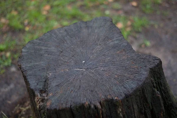 Секция через темный ствол дерева в сырой зимний день с копипространством — стоковое фото
