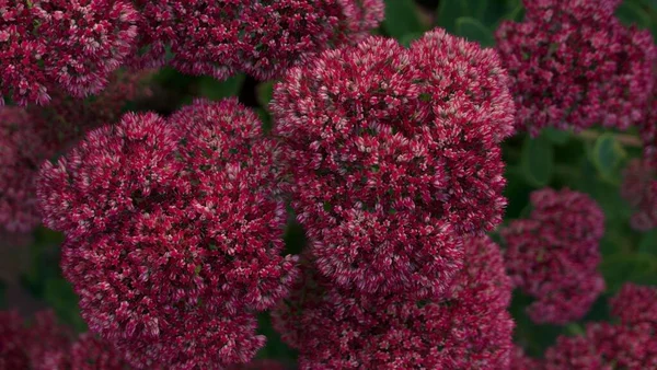 Belles fleurs de sedum rouge et feuillage vert en été avec espace de copie — Photo