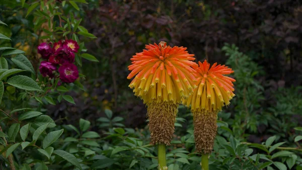 Pokers rouges chauds avec feuillage dans le jardin de campagne anglais en automne — Photo