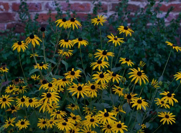 Žluté květy ve tvaru sedmikrásky s listím v záhonu ve zděné zahradě — Stock fotografie
