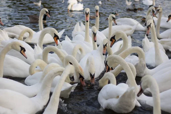 Grande grupo de muitos cisnes alimentando-se na água do rio — Fotografia de Stock